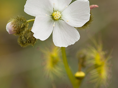 끈끈이귀개 사진 - Drosera peltata var. nipponica (Masam.) Ohwi Photos