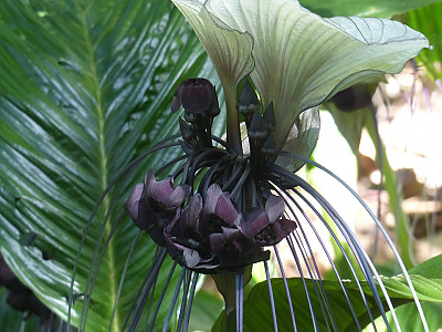 박쥐꽃 사진 - Tacca integrifolia Photos