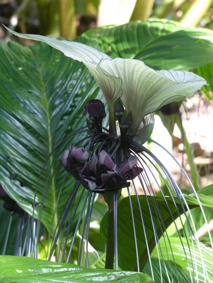 박쥐꽃 - Bat Lily, Bat Flower, Tiger Whiskers, Devil