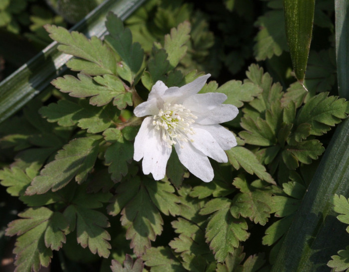 꿩의바람꽃 - Anemone raddeana Regel