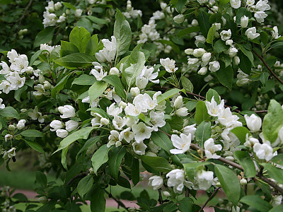 개야광나무 사진 - Malus baccata for. minor (Nakai) T.B.Lee Photos