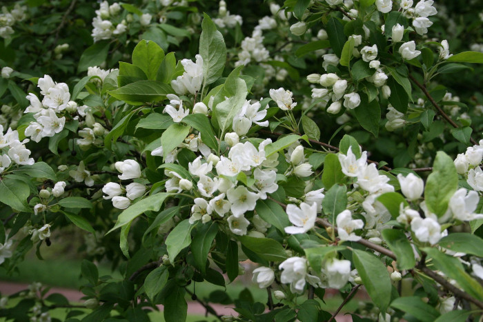 개야광나무 - Malus baccata for. minor (Nakai) T.B.Lee