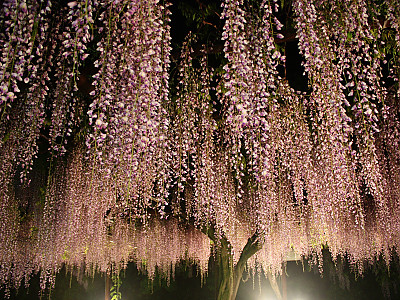 등나무 사진 - Wisteria floribunda (Willd.) DC. for. floribunda Photos