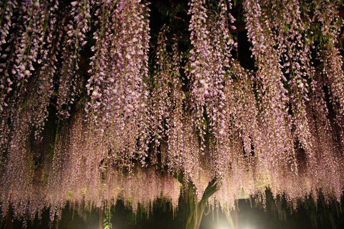 등나무 - Japanese Wisteria, Wisteria floribunda (Willd.) DC. for. floribunda