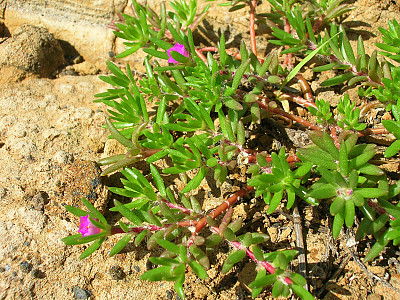 필로소스 사진 - Portulaca pilosa Photos