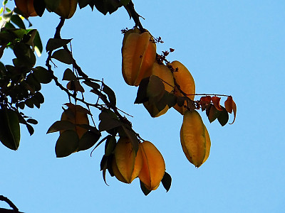 스타후르츠 사진 - Averrhoa carambola L. Photos
