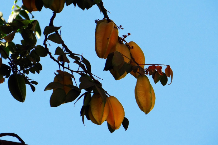 스타후르츠 - Star fruit, Averrhoa carambola L.