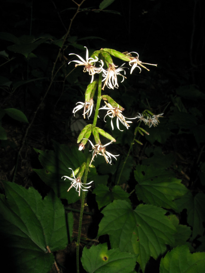 단풍취 - Ainsliaea acerifolia Sch.Bip.