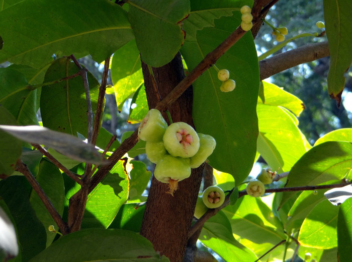 로즈애플  - rose apple, Syzygium jambos