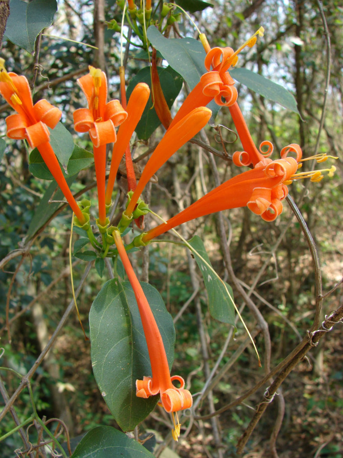 파장화 - Flame vine, Orange trumpet creeper, Pyrostegia venusta