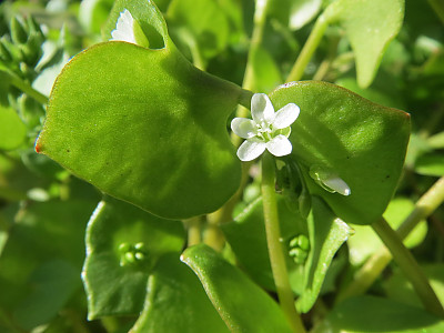 몬티아 사진 - Claytonia perfoliata Photos