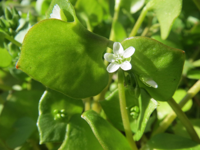 몬티아 - Claytonia perfoliata