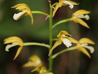 감자난초 사진 - Oreorchis patens (Lindl.) Lindl. Photos