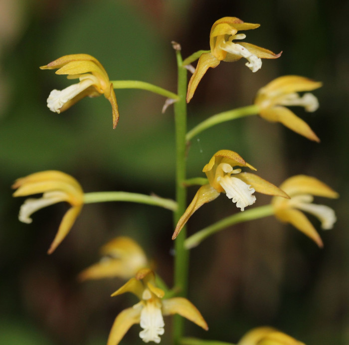 감자난초 - Oreorchis patens (Lindl.) Lindl.