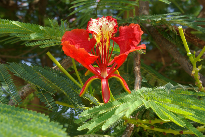 봉황목 - Flamboyant Tree, Flame Tree, Delonix regia