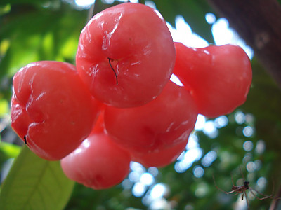 왁스잠부 사진 - Eugenia Javanica Photos