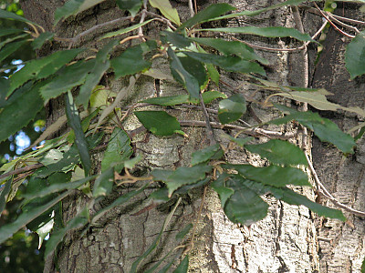 개가시나무 사진 - Quercus gilva Blume Photos