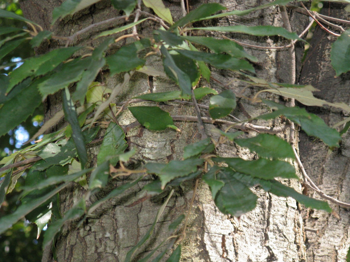 개가시나무 - Quercus gilva Blume