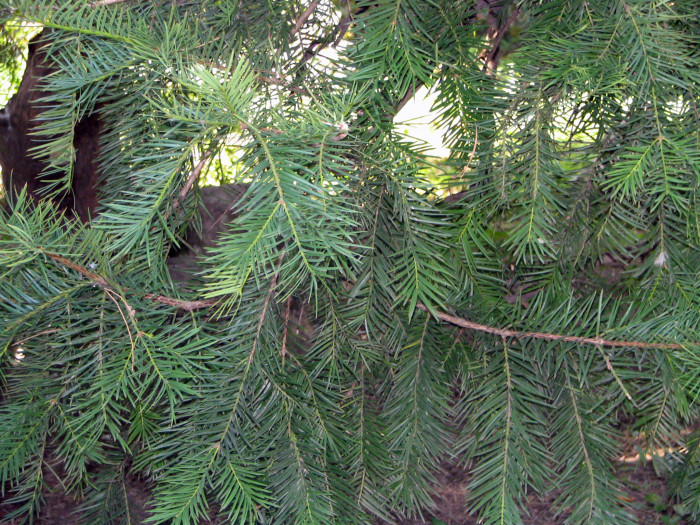 비자나무 - 1, Torreya nucifera (L.) Siebold & Zucc.