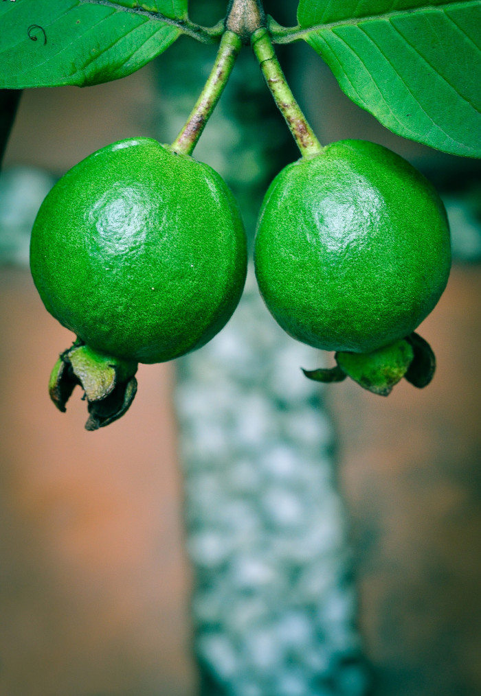 구아바 - guava, Psidium guajava