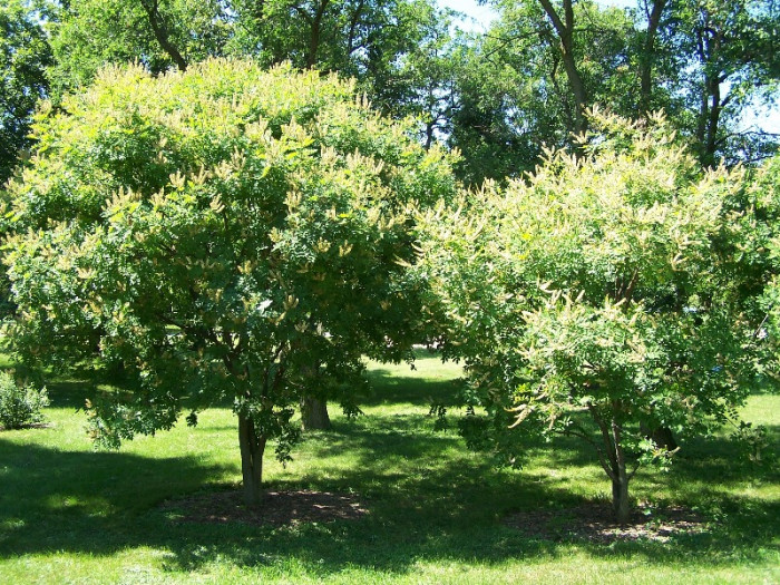 개물푸레나무 - Maackia amurensis var. buergeri C.K.Schneid.