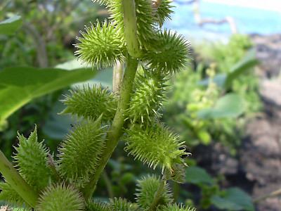 가시도꼬마리 사진 - Xanthium italicum Moore Photos