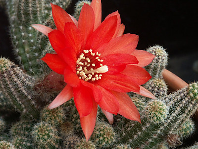 땅콩선인장 사진 - Chamaecereus silvestii Photos