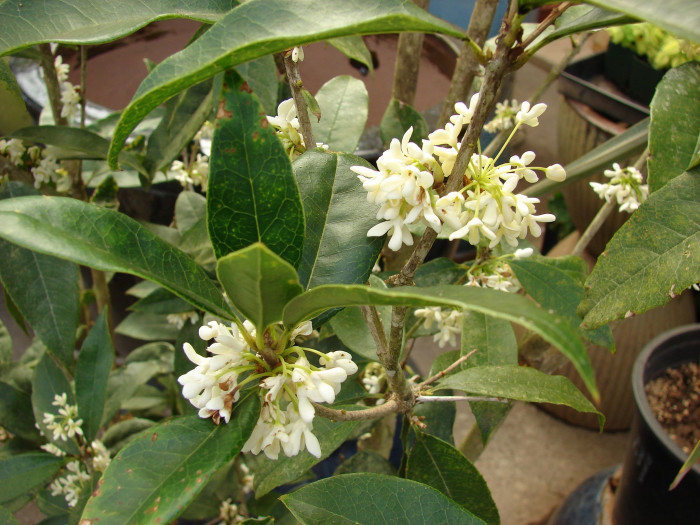금목서 - Osmanthus fragrans var. aurantiacus Makino