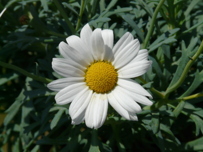 마아가렛 - Argyranthemum frutescens