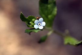 꽃받이 - Bothriospermum tenellum (Hornem.) Fisch. & C.A.Mey.