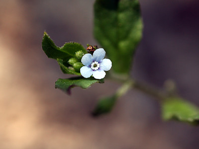 꽃받이 사진 - Bothriospermum tenellum (Hornem.) Fisch. & C.A.Mey. Photos