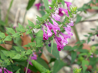 꽃며느리밥풀 사진 - Melampyrum roseum Maxim. Photos