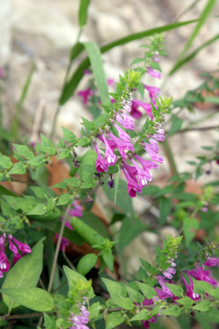 꽃며느리밥풀 - Melampyrum roseum Maxim.