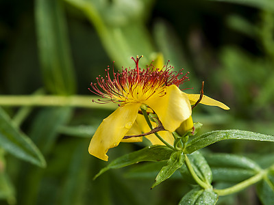 큰물레나물 사진 - Hypericum ascyron L. var. logistylum Maxim. Photos