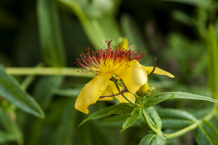 큰물레나물 - Hypericum ascyron L. var. logistylum Maxim.