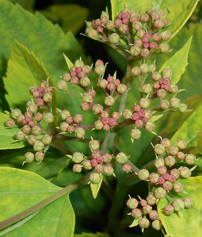 참조팝나무 - Spiraea fritschiana C. K. Schneid.