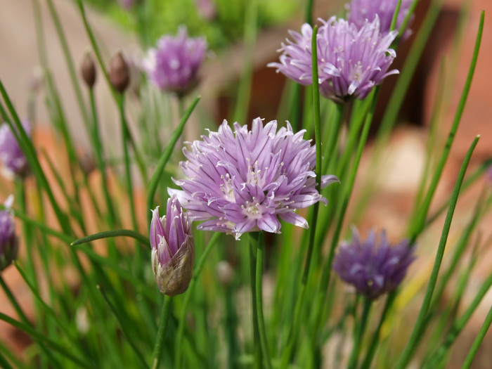 차이브 - Chives, Allium schoenoprasum L.