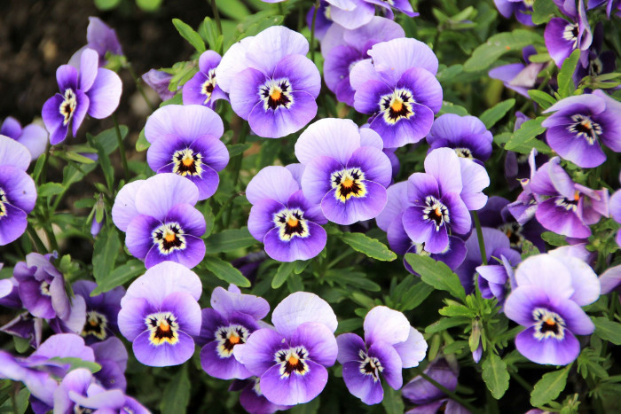 팬지 - Pansy, Viola tricolor L.