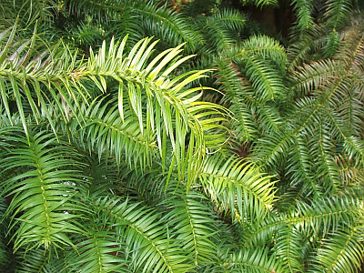 넓은잎삼나무 사진 - Cunninghamia lanceolata (Lamb.) Hook. Photos