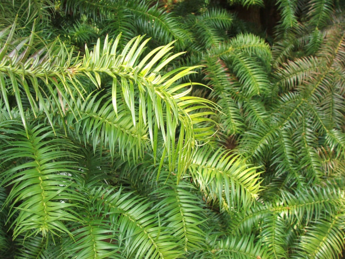 넓은잎삼나무 - Chinese Fir, Cunninghamia lanceolata (Lamb.) Hook.