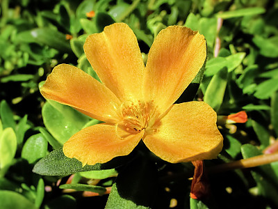 태양화 사진 - Portulaca oleracea L. var.granatus Bailey Photos