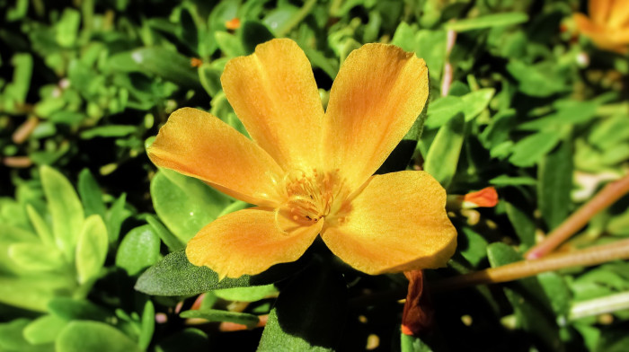태양화 - Purslane, Portulaca oleracea L. var.granatus Bailey