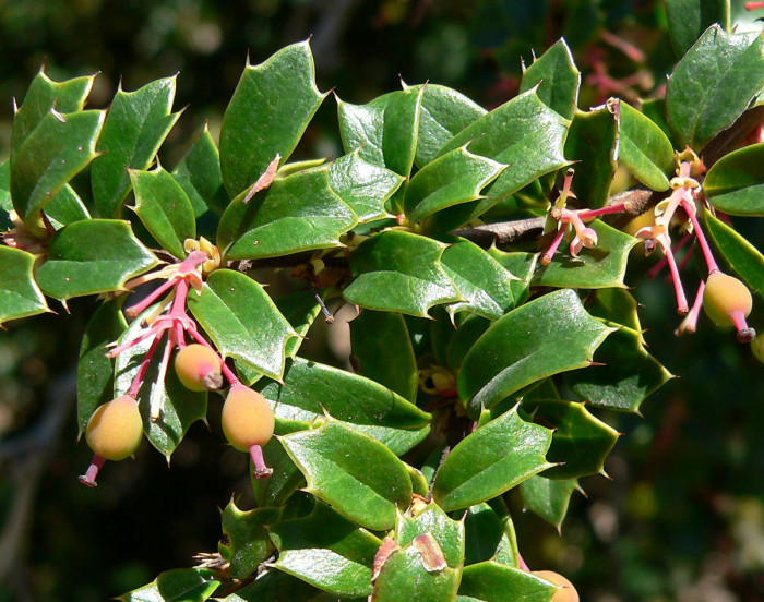 다윈매자나무 - Darwins Barberry, Berberis darwinii