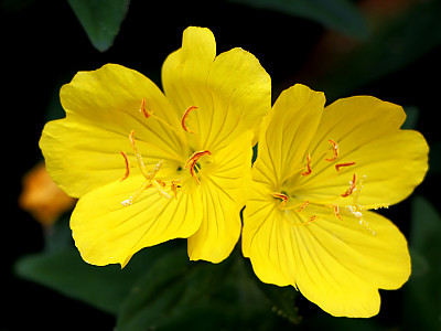 황금달맞이 사진 - Oenothera biennis L. Photos