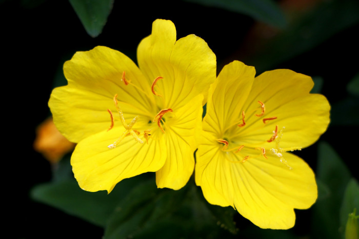 황금달맞이 - Evening Primrose, Oenothera biennis L.