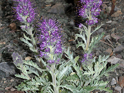 파셀리아 세리세아 사진 - Phacelia sericea Photos