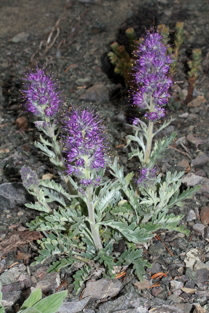파셀리아 세리세아 - Phacelia sericea, Phacelia sericea