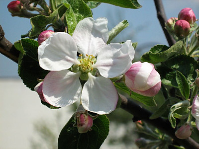 능금나무 사진 - Malus asiatica Nakai Photos