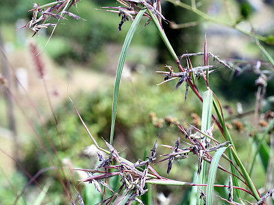 개솔새 사진 - Cymbopogon tortilis var. goeringii (Steud.) Hand.-Mazz. Photos