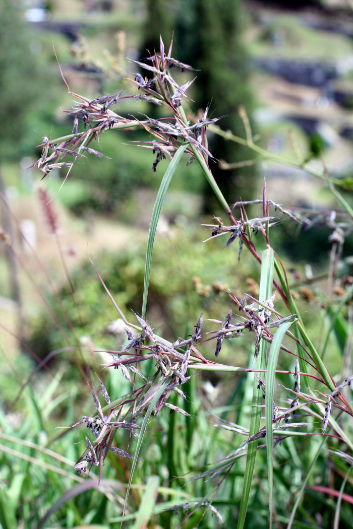 개솔새 - Cymbopogon tortilis var. goeringii (Steud.) Hand.-Mazz.